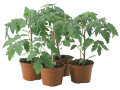 Tomatplante Gemini 10 cm potte